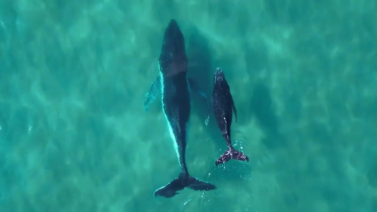 Paradise Awaits: one of the brand spots that led the campaign